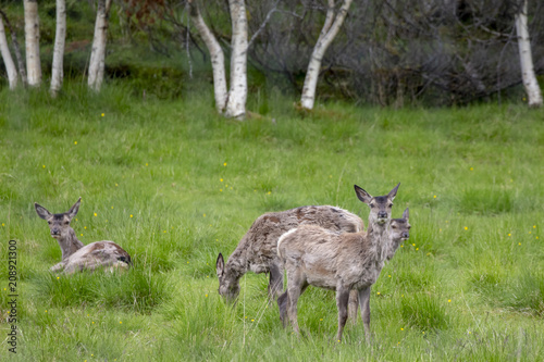 Deer changes to summer fur in Northern Norway