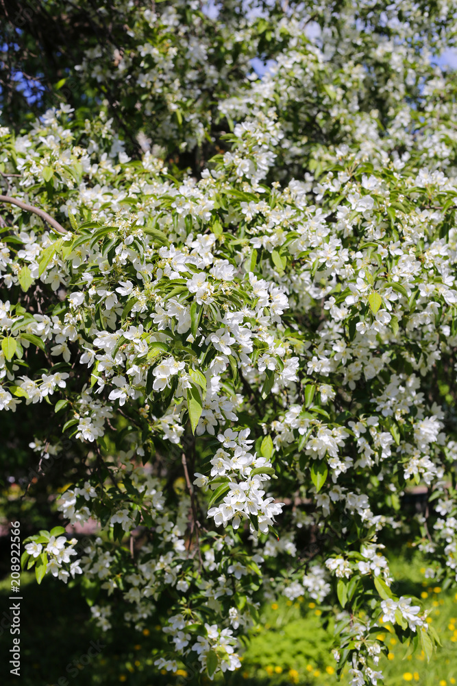 Branches of beautiful spring tree with white flowers Branches of beautiful spring tree with white flowers
