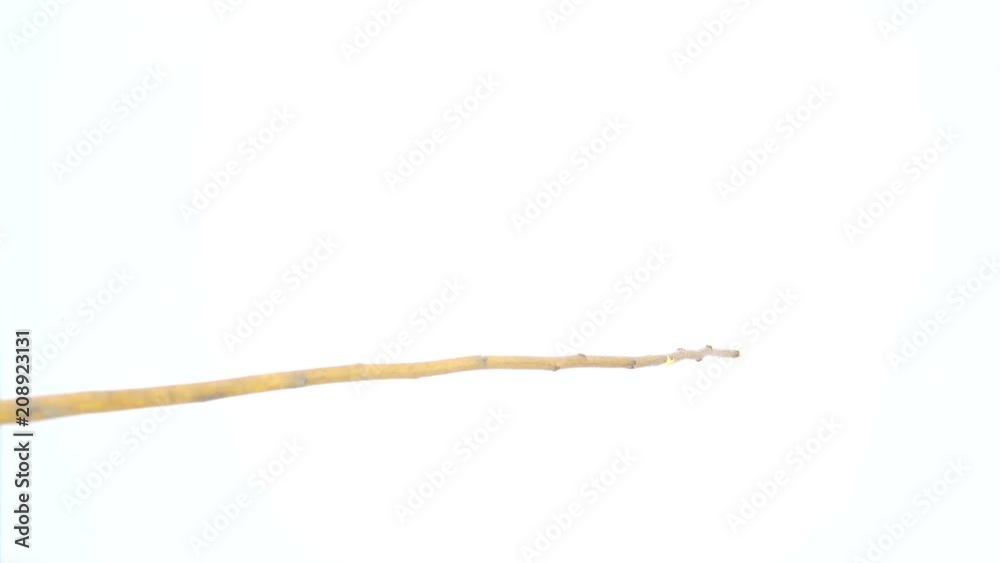 soaring European Starling (Sturnus vulgaris) isolated on a white screen soaring European Starling (Sturnus vulgaris) isolated on a white screen