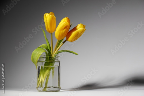 Three yellow tulips. Three yellow tulips in a glass jar.