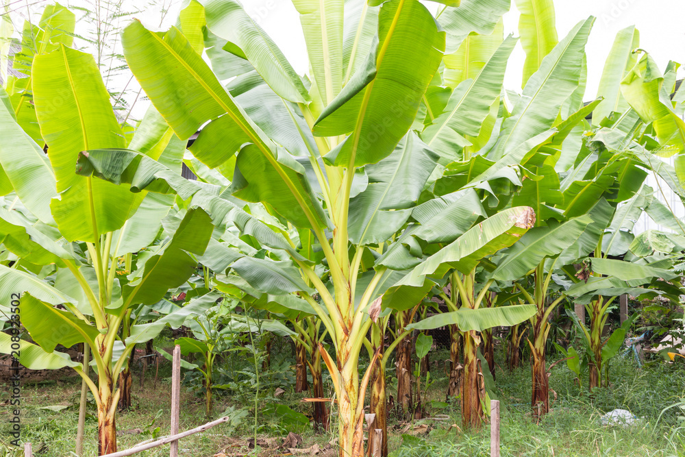 Banana tree on the farm