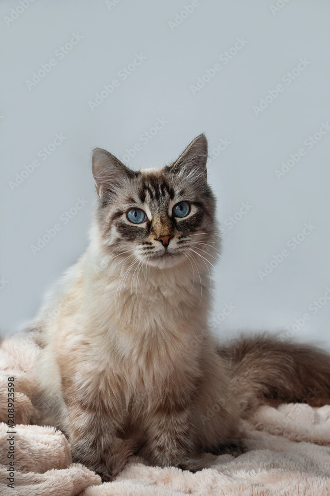 Furry kitten of seal lynx point color with blue eyes on a pink blanket and gray background, front view.