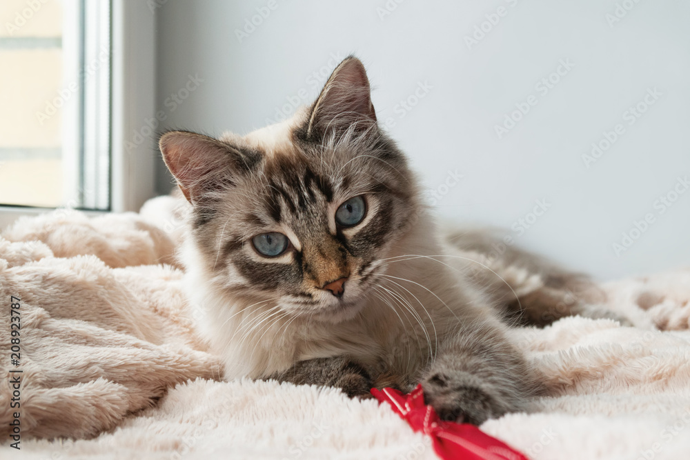 Funny furry cat of seal lynx point color with blue eyes is playing on a pink blanket near to the window. Funny furry cat of seal lynx point color with blue eyes is playing on a pink blanket near to the window.