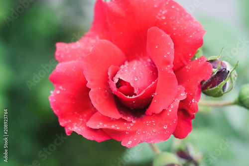 rose flower with drops