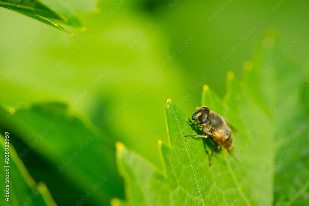 Syrphidae, a kind of insects , on a green leaf in the natural Syrphidae, a kind of insects , on a green leaf in the natural