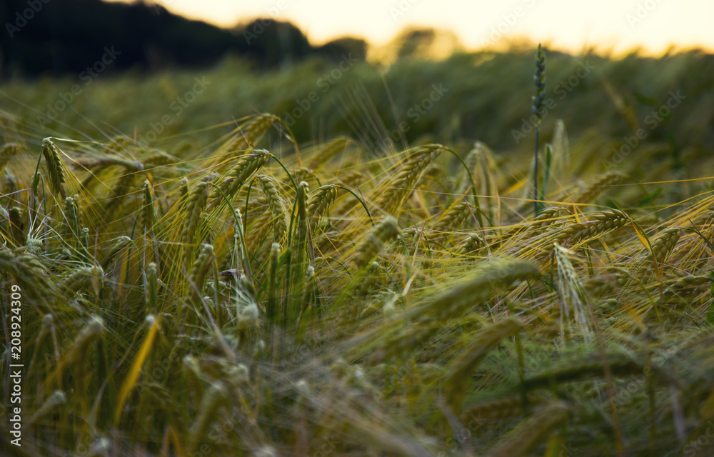 Fototapeta premium Wheat ear at sunset. Agriculture. Wheat field. Summer harvest.