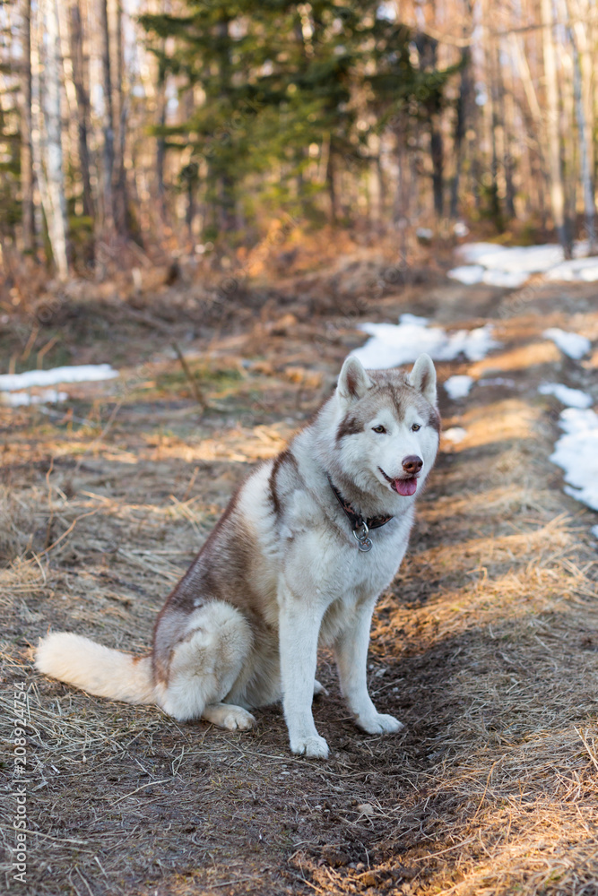 Portrait of Beige and white Siberian Husky dog sitting on the path in the forest in early spring season. Image of young lovely husky male looks like a wolf at sunset Portrait of Beige and white Siberian Husky dog sitting on the path in the forest in early spring season. Image of young lovely husky male looks like a wolf at sunset