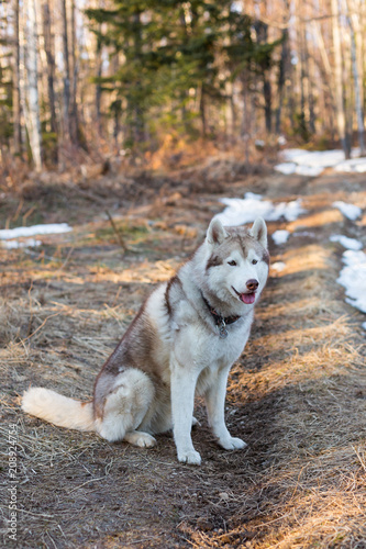 Portrait of Beige and white Siberian Husky dog sitting on the path in the forest in early spring season. Image of young lovely husky male looks like a wolf at sunset