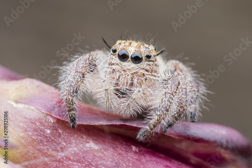 Super macro female Hyllus diardi or Jumping spider on pink flower