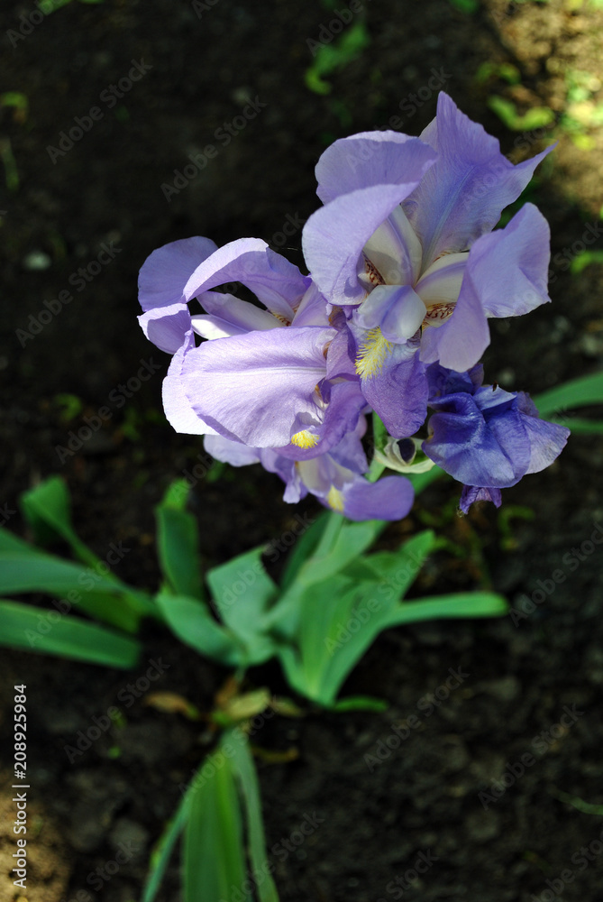 Blue iris flower blooming, blurry green leaves and dark soil vertical background Blue iris flower blooming, blurry green leaves and dark soil vertical background