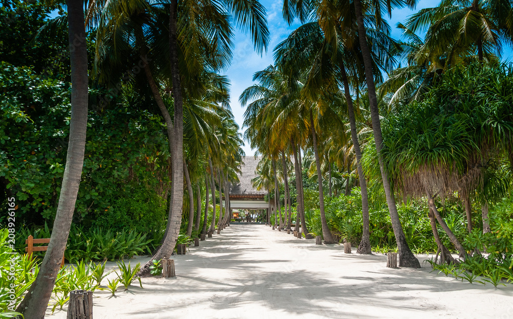 Picture of beautiful tropical alley of coconut trees