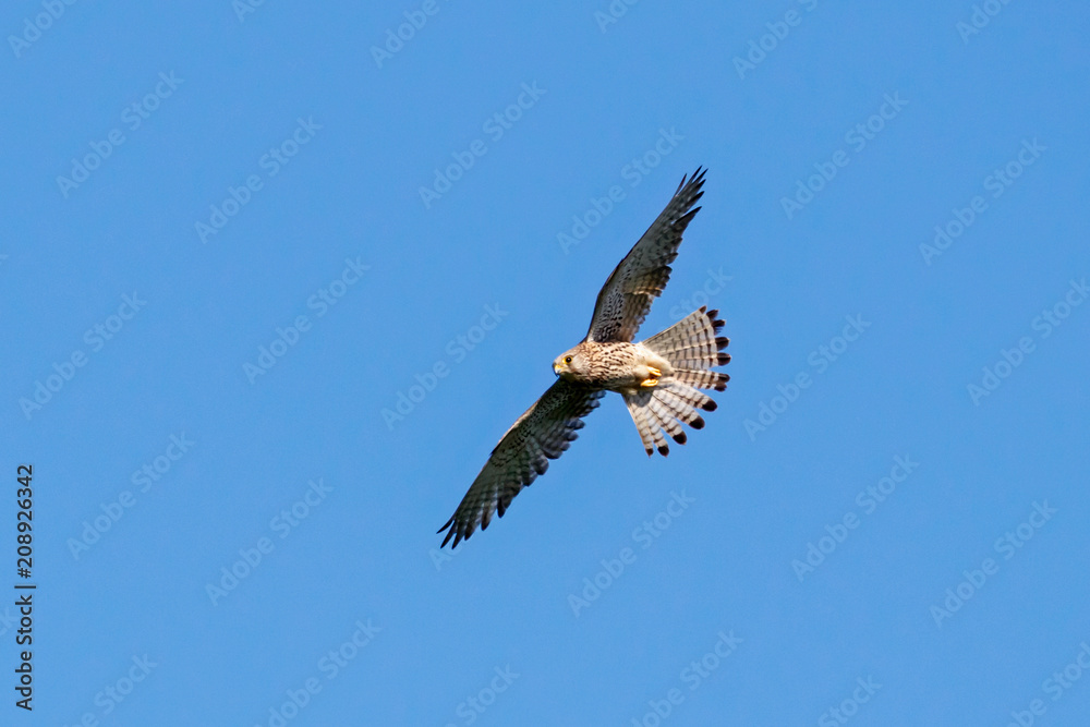 Common kestrel female in flight under blue sky. Cute orange falcon hovering and looking for prey. Bird in wildlife.