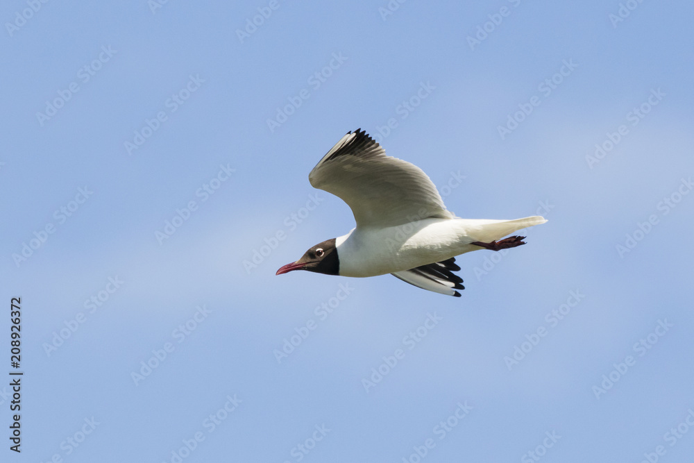 Obraz premium Black-headed gull flying. Cute beautiful elegant white black waterbird. Bird in wildlife.