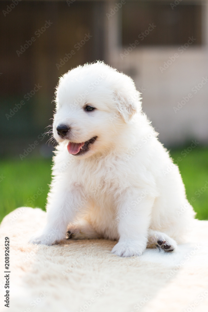 Portrait of a lovely maremmano abruzzese sheepdog puppy with tonque out sitting outside in summer. Adorable white maremma puppy