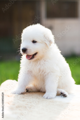 Portrait of a lovely maremmano abruzzese sheepdog puppy with tonque out sitting outside in summer. Adorable white maremma puppy photo