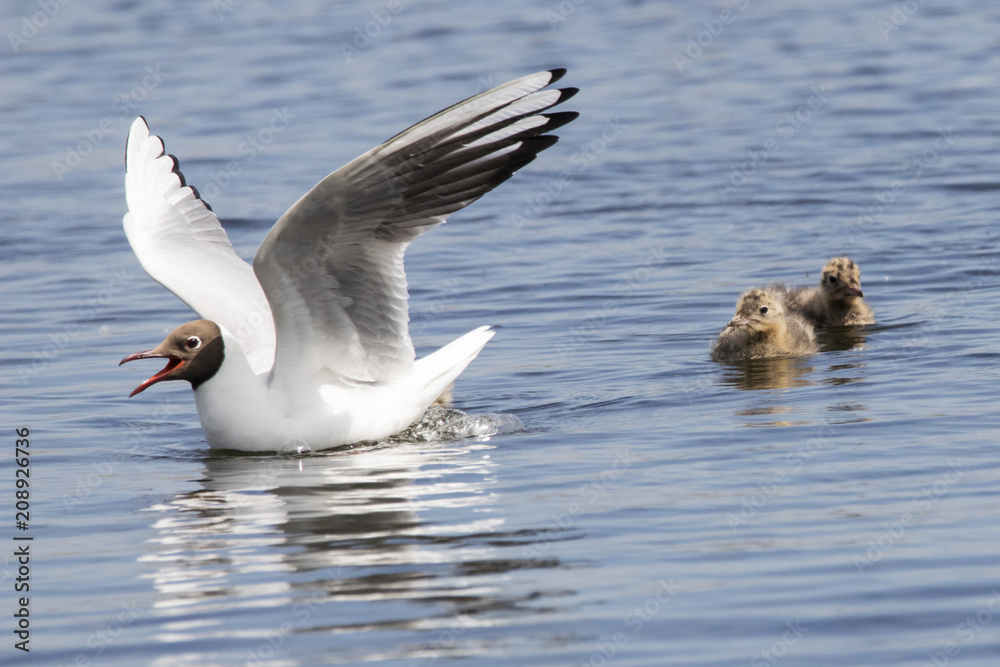Fototapeta premium Black headed gull family: parent with nestlings. Cute young waterbirds. Birds in wildlife.