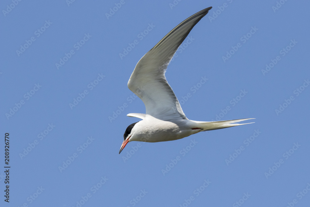 Common tern flying and fishing. Cute elegant graceful white waterbird. Bird in wildlife. Common tern flying and fishing. Cute elegant graceful white waterbird. Bird in wildlife.