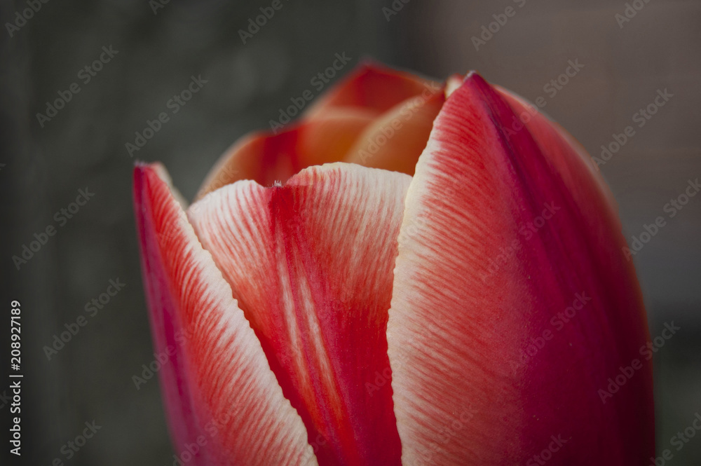 Tulip on green fresh background. Spring blossom. Red and white flower color mix. Nature . Tulip on green fresh background. Spring blossom. Red and white flower color mix. Nature .