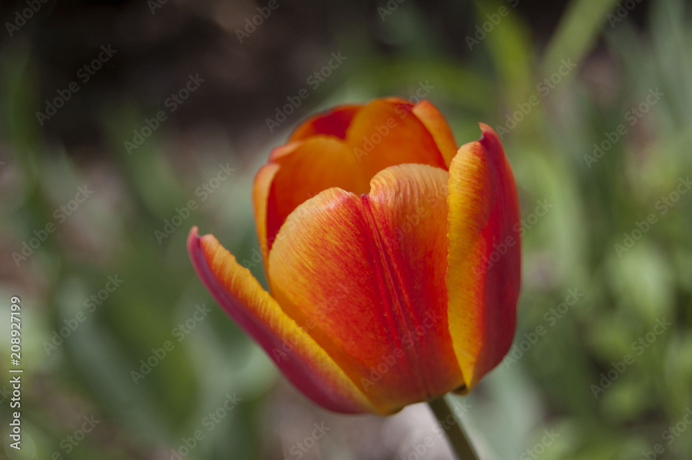 Tulip on green fresh background. Spring blossom. Red and yellow flower color mix. Nature . Tulip on green fresh background. Spring blossom. Red and yellow flower color mix. Nature .