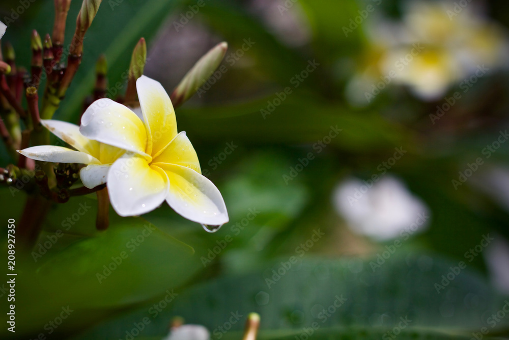 Fototapeta premium Plumeria flower nature 