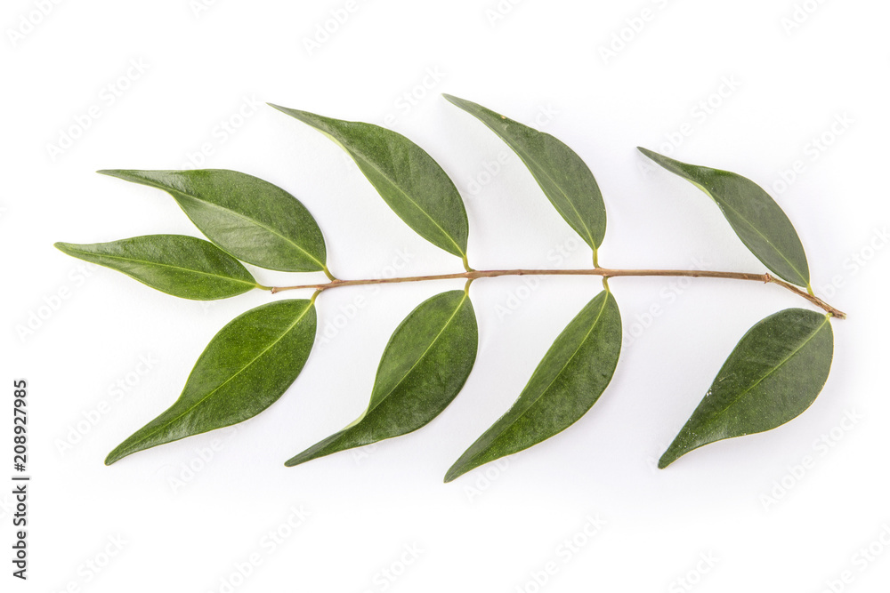 Plant Leaves on White Background Top View