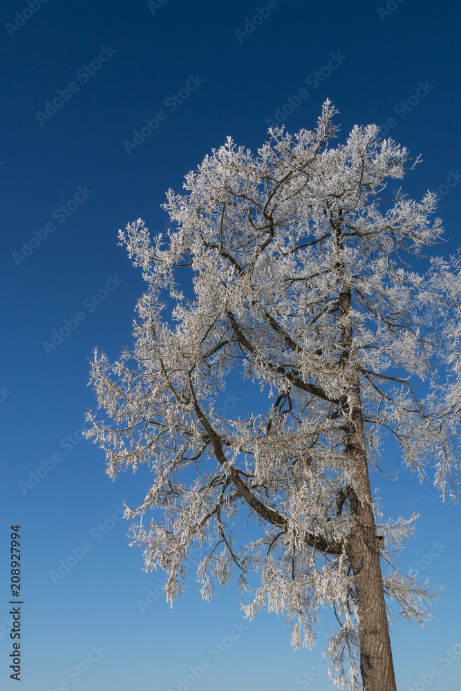 Beautiful frozen tree covered with hoar frost and ice rime against blue sky. Copy space. Beautiful frozen tree covered with hoar frost and ice rime against blue sky. Copy space.