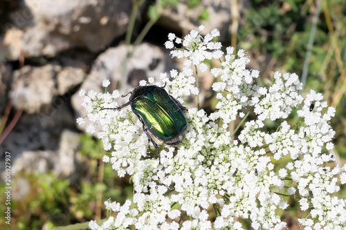 Flower chafer (Cetonia aurata) on white flower