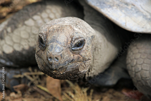 Giant tortoise, La Digue Island, Seychelles