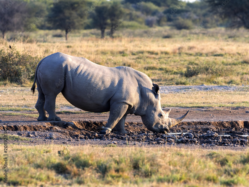 Naklejka premium Southern White rhinoceros, Ceratotherium simum simum, female with baby going to waterhole in Botswana
