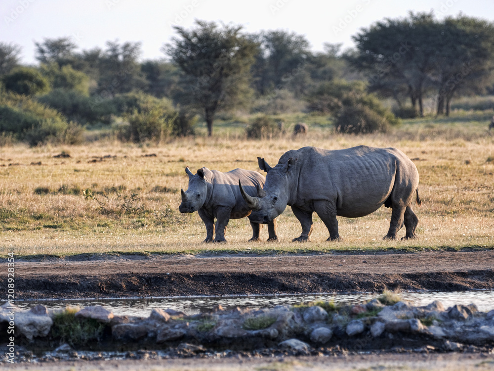 Obraz premium Southern White rhinoceros, Ceratotherium simum simum, at waterhole Botswana