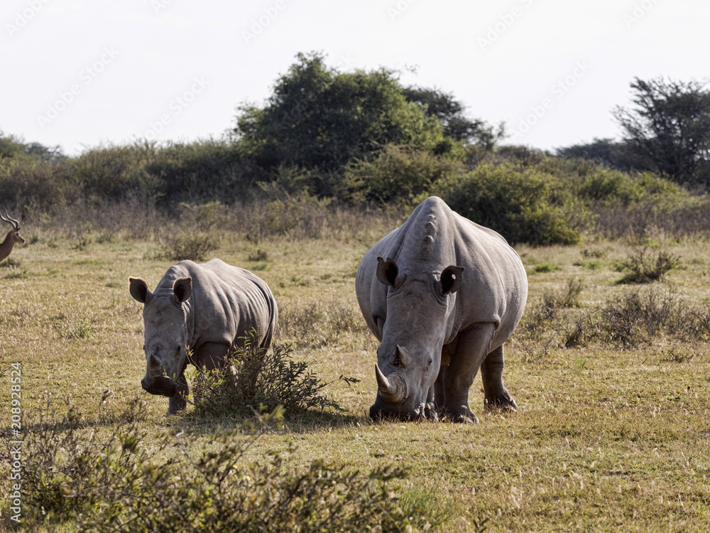Obraz premium Southern White rhinoceros, Ceratotherium simum simum, female with baby going to waterhole in Botswana