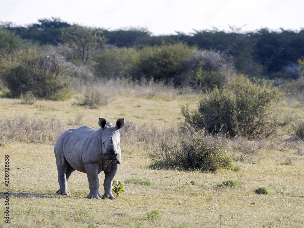 Obraz premium Young Southern White rhinoceros, Ceratotherium simum simum, on Botswana pasture