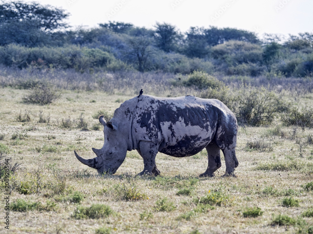 Naklejka premium Southern White rhinoceros, Ceratotherium simum simum, on Botswana pasture