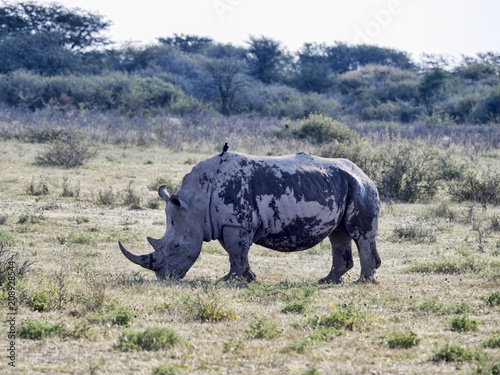 Southern White rhinoceros  Ceratotherium simum simum  on Botswana pasture