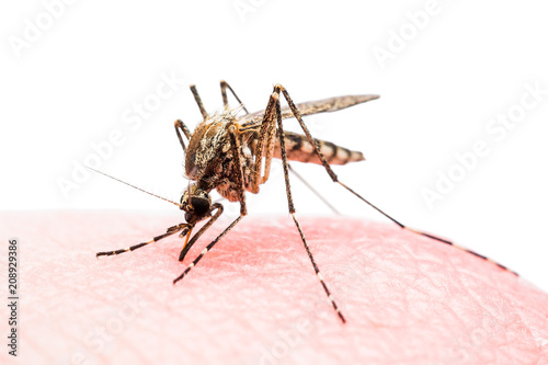 Yellow Fever, Malaria or Zika Virus Infected Mosquito Insect Bite Isolated on White Background