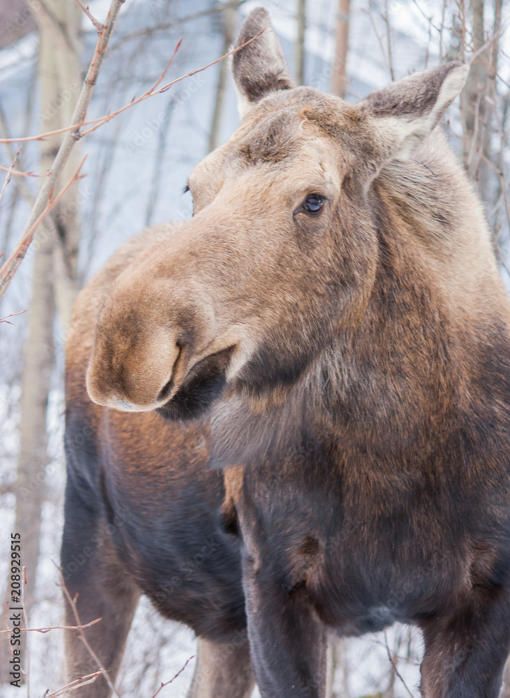 Fototapeta premium Moose