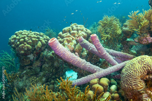 Caribbean coral reef