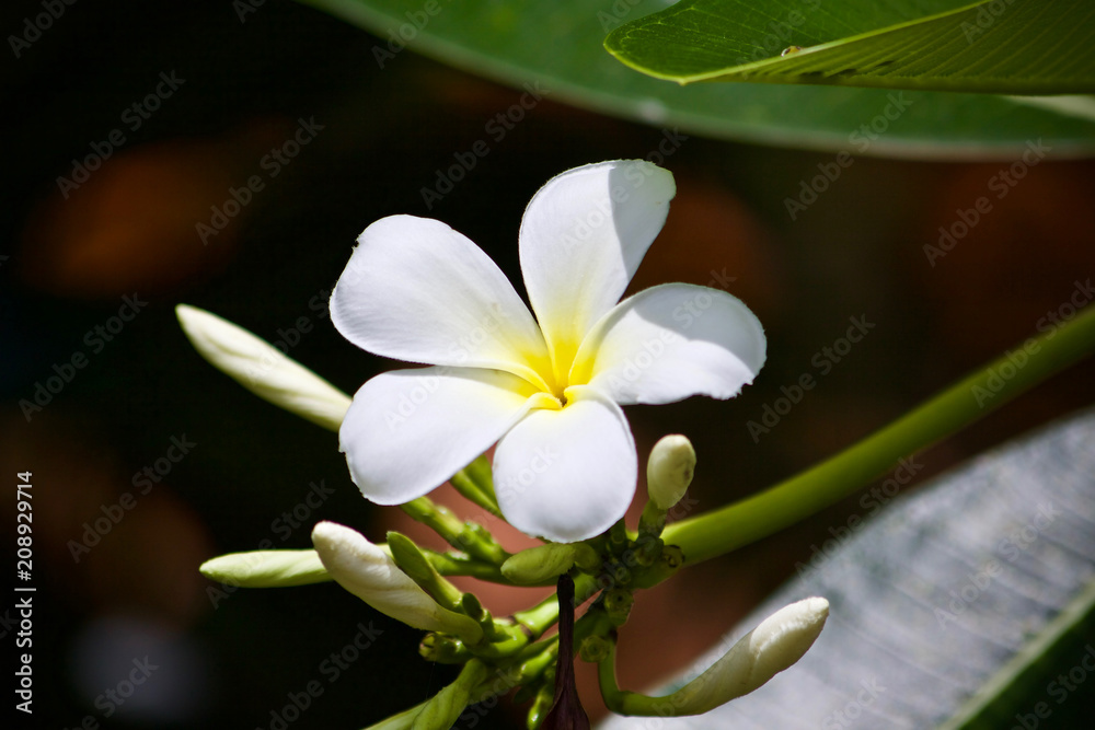 Obraz premium Plumeria flower nature 