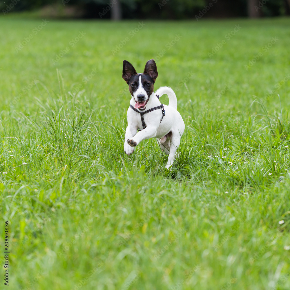 Happy  dog Jack Russell Terrier enjoys running in the nature.