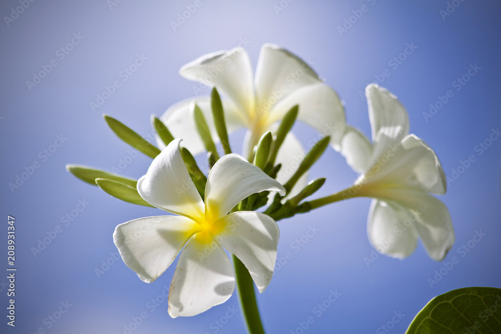 Plumeria flower nature 