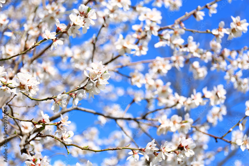 Branches of blossoming fruit tree on blurred background Branches of blossoming fruit tree on blurred background