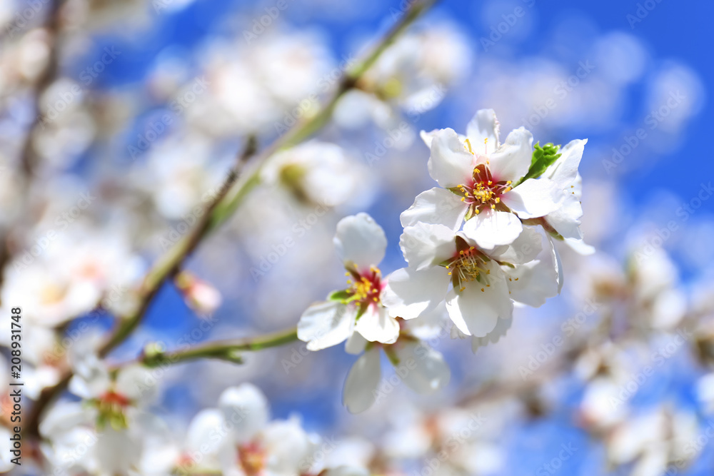 Branch of blossoming fruit tree on blurred background