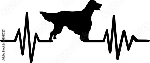 English Setter heartbeat