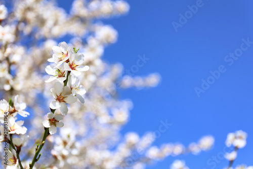 Branch of blossoming fruit tree on sky background