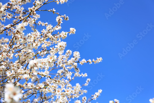 Branches of blossoming fruit tree on sky background