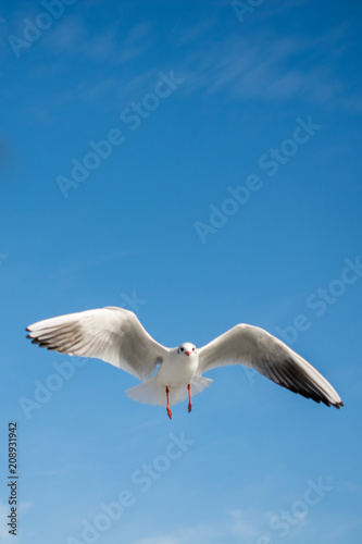 Single seagull flying in blue a sky