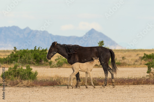 Wild Horse Mare and Foal