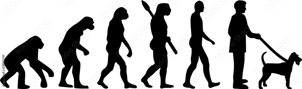 Irish Terrier evolution Irish Terrier evolution