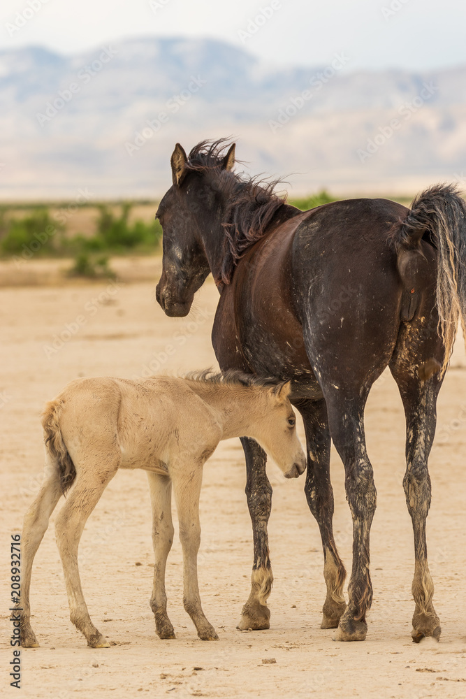 Wild Horse Mare and Foal Wild Horse Mare and Foal