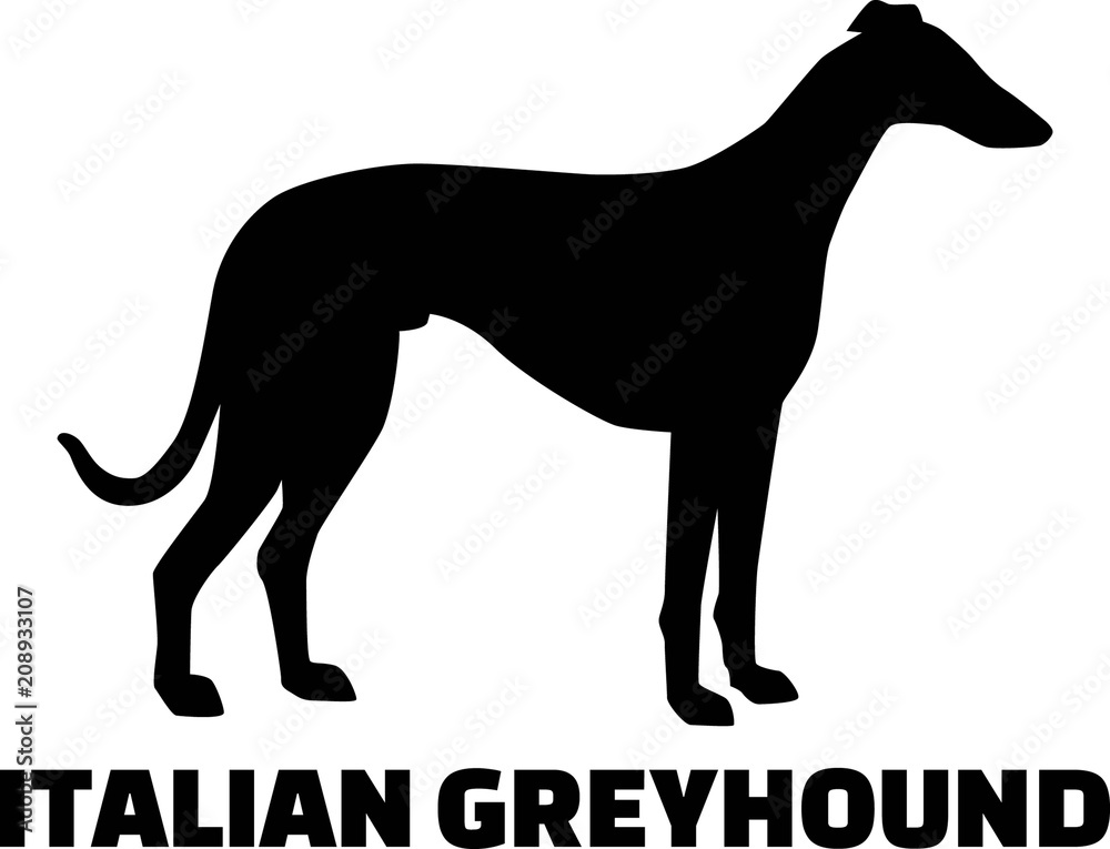 Italian Greyhound silhouette real word